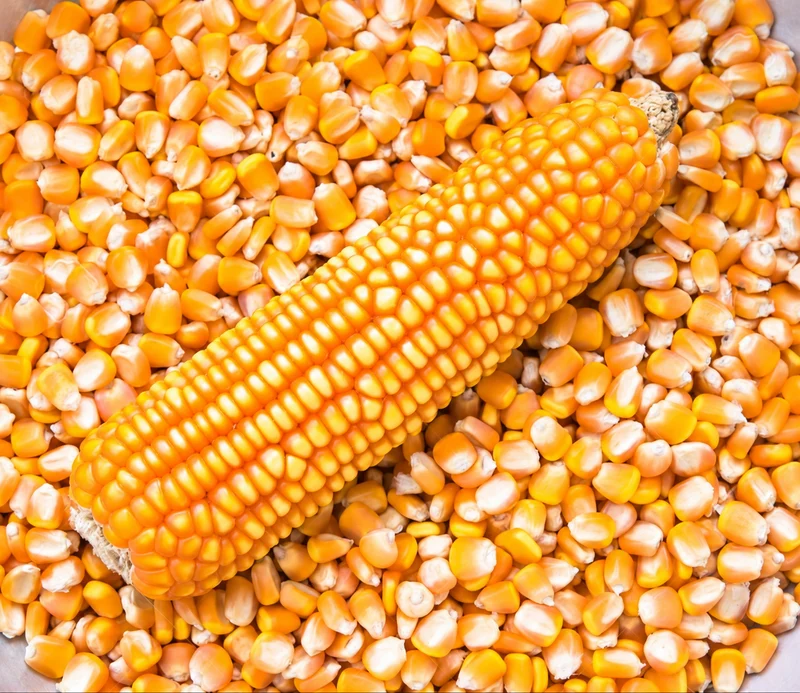 Yellow maize cob and kernels