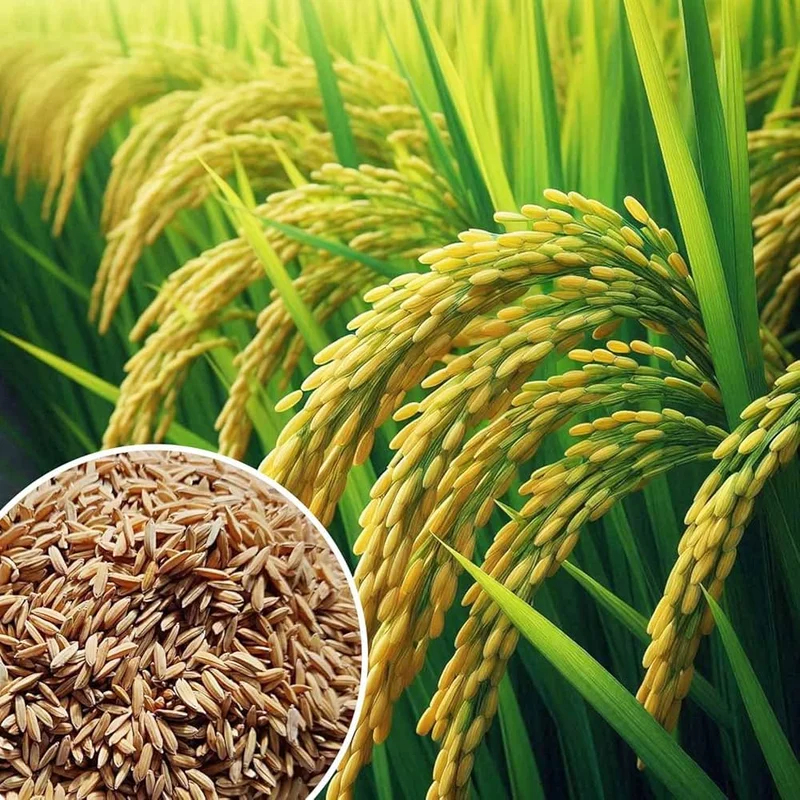 Ripening paddy plants and harvested paddy grains